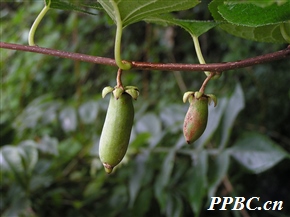 葛枣猕猴桃 Actinidia polygama