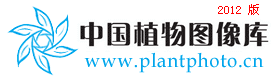 四叶重楼 Paris quadrifolia