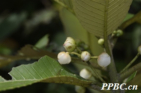 大花水东哥 Saurauia punduana