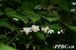 葛枣猕猴桃 Actinidia polygama