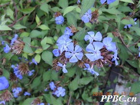 蓝雪花属 Ceratostigma