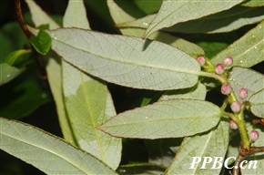 条叶猕猴桃 Actinidia fortunatii