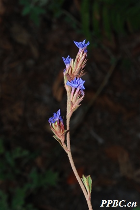 蓝雪花属 Ceratostigma