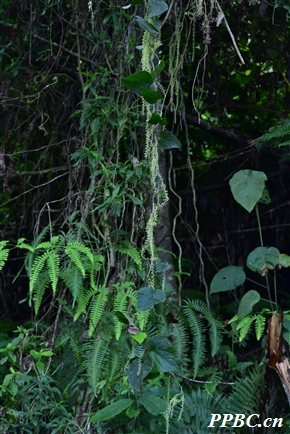 薄核藤 Natsiatum herpeticum