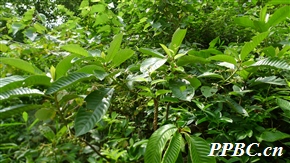 水东哥 Saurauia tristyla