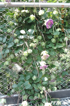 电灯花 Cobaea scandens