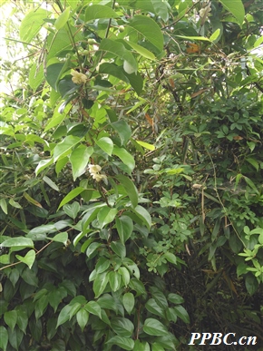 梅叶猕猴桃 Actinidia macrosperma var. mumoides