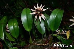 大叶卷瓣兰 Bulbophyllum amplifolium