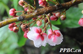 大花水东哥 Saurauia punduana