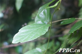 小果微花藤 Iodes vitiginea