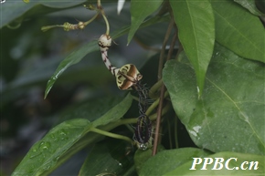 吊灯花 Ceropegia trichantha